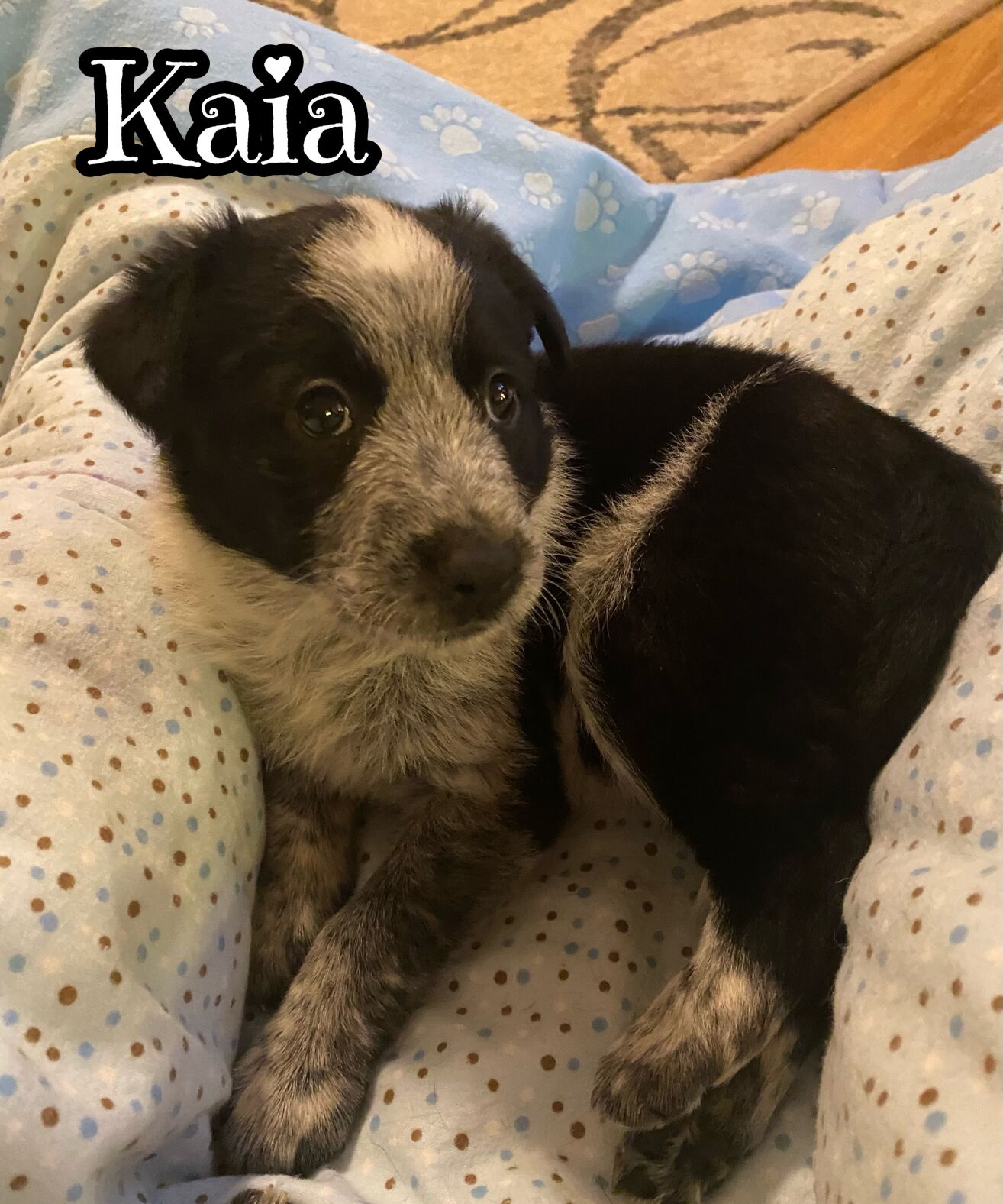 Kaia
